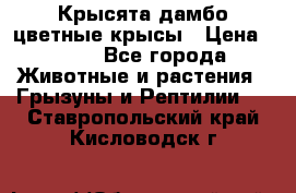 Крысята дамбо цветные крысы › Цена ­ 250 - Все города Животные и растения » Грызуны и Рептилии   . Ставропольский край,Кисловодск г.